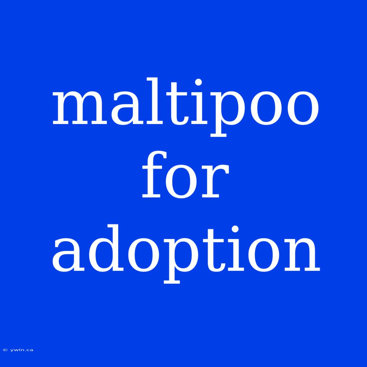 Maltipoo For Adoption