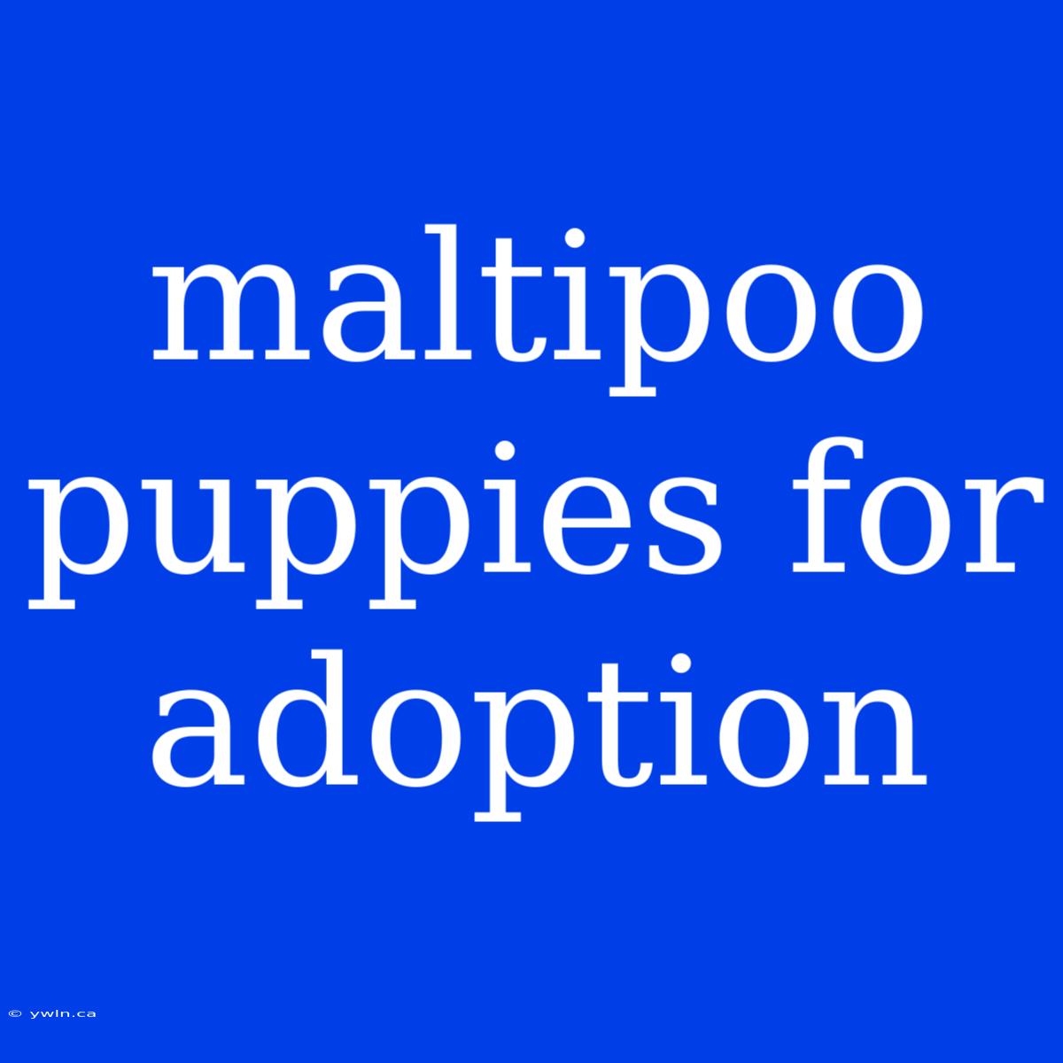 Maltipoo Puppies For Adoption