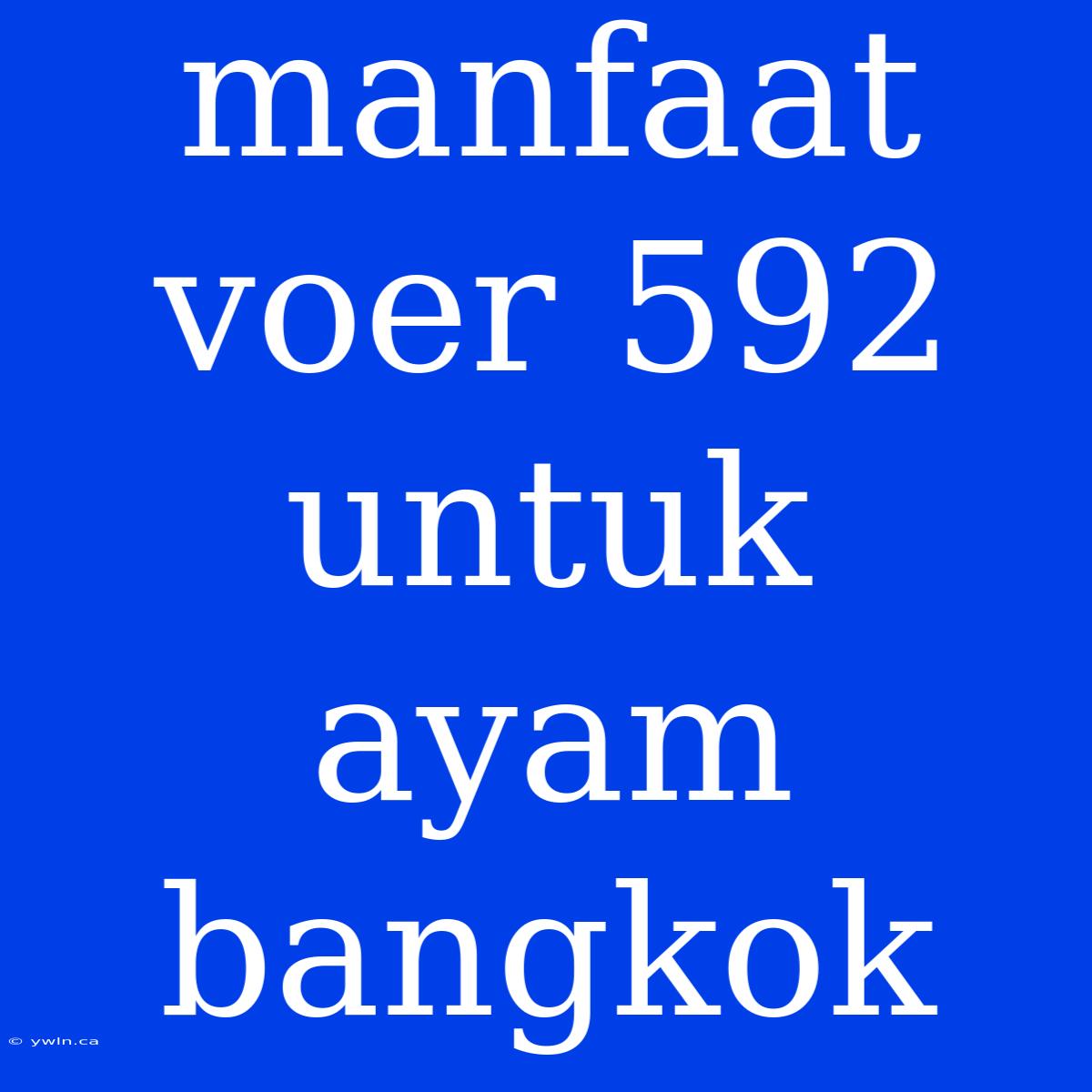 Manfaat Voer 592 Untuk Ayam Bangkok