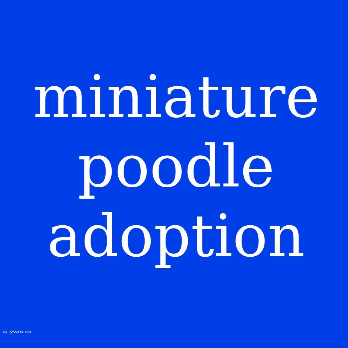 Miniature Poodle Adoption