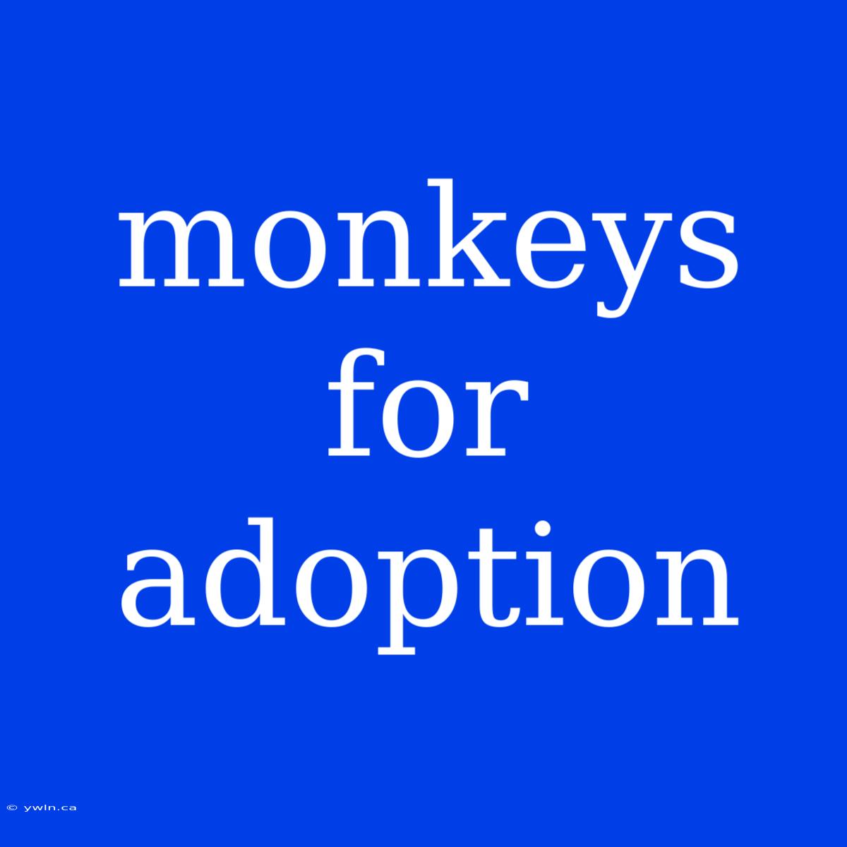 Monkeys For Adoption