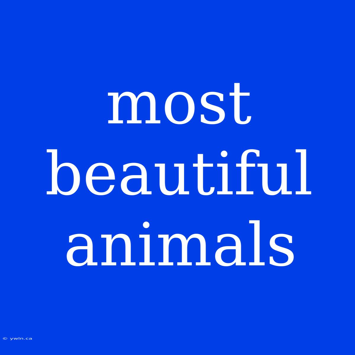 Most Beautiful Animals