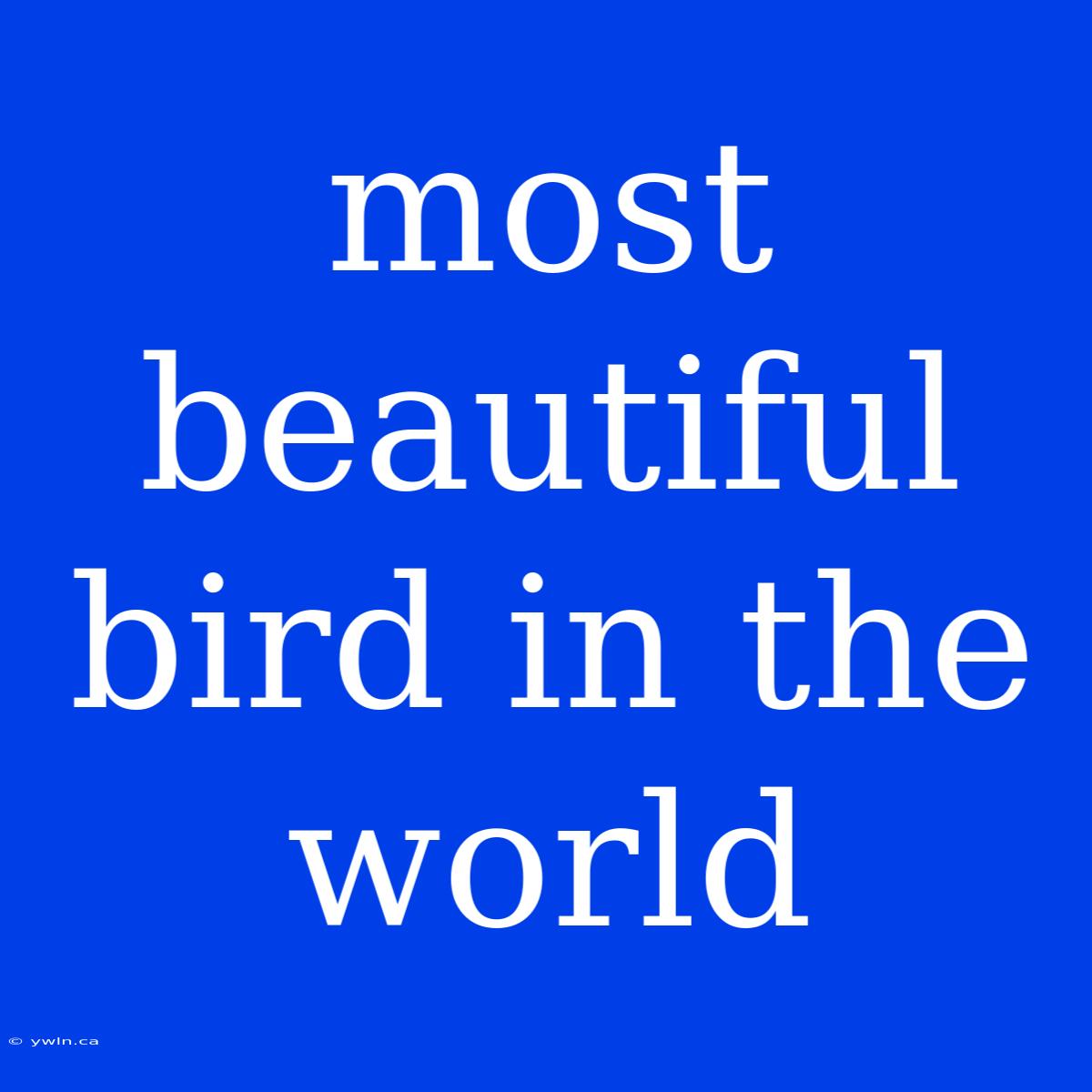 Most Beautiful Bird In The World