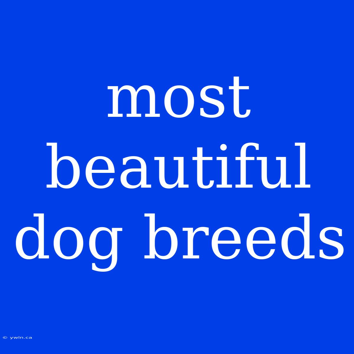 Most Beautiful Dog Breeds