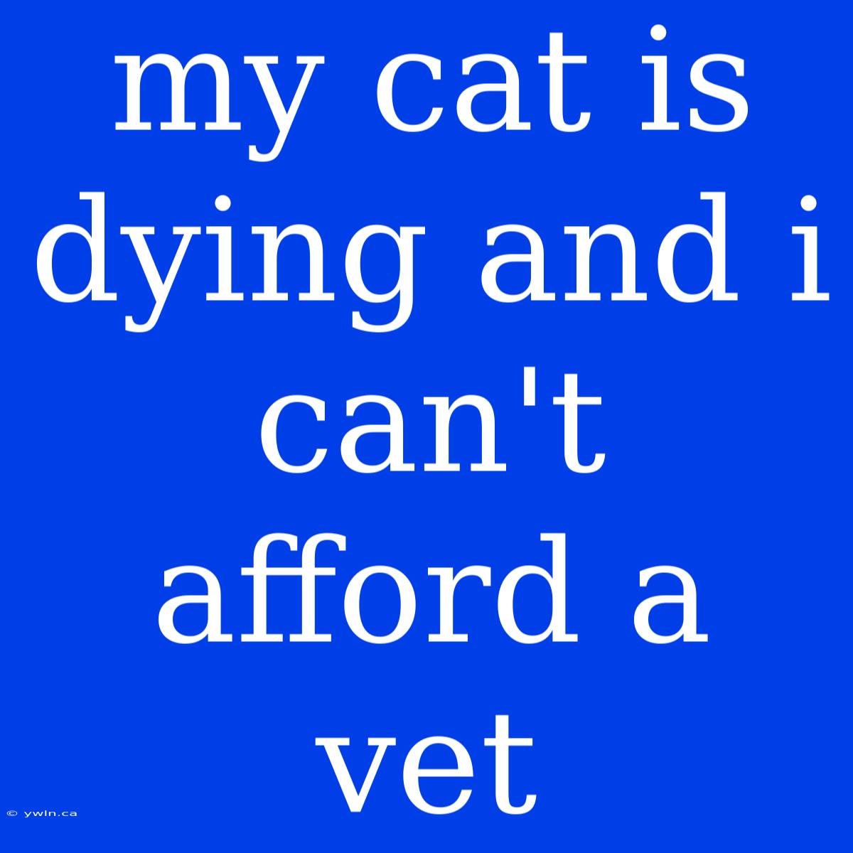 My Cat Is Dying And I Can't Afford A Vet