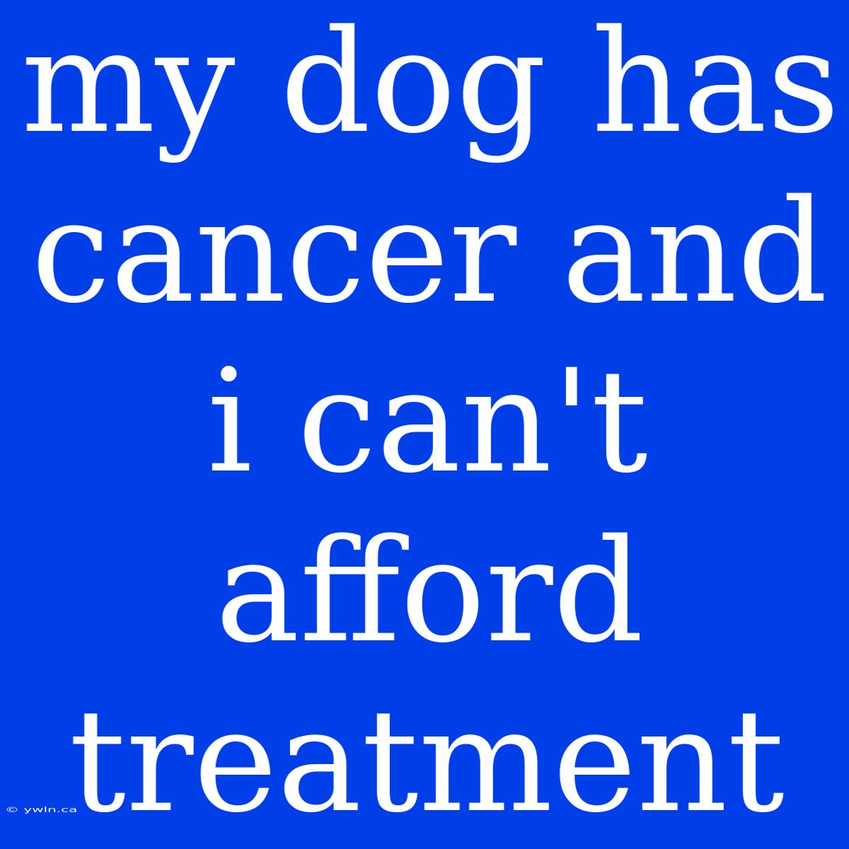 My Dog Has Cancer And I Can't Afford Treatment