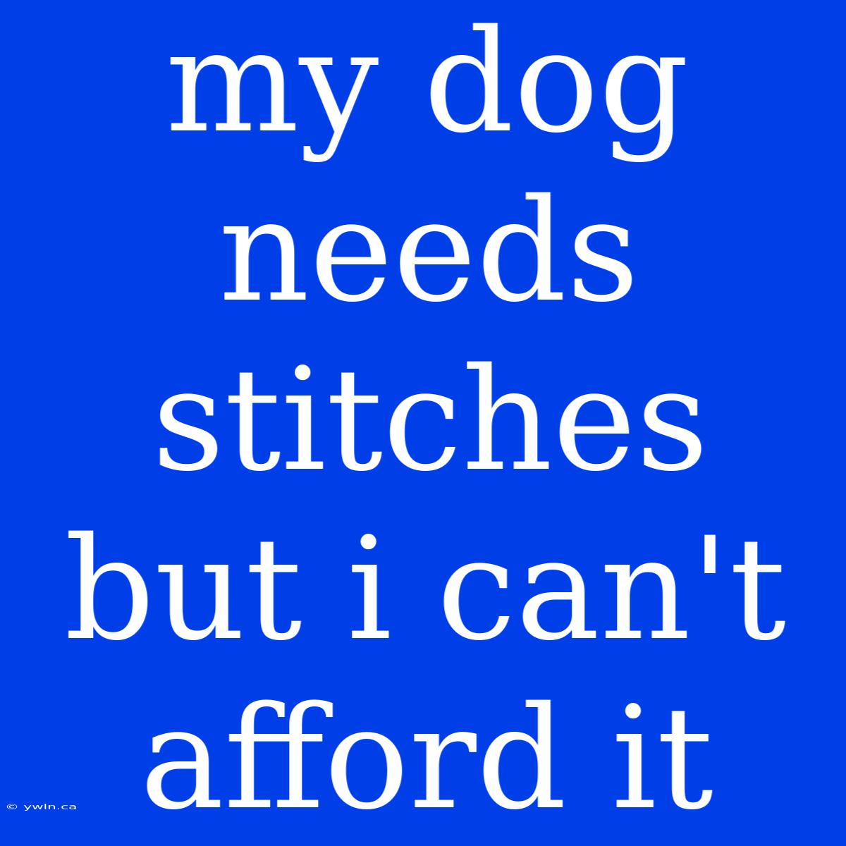 My Dog Needs Stitches But I Can't Afford It