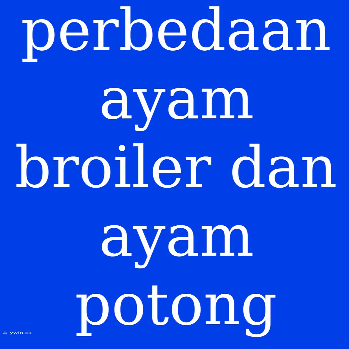 Perbedaan Ayam Broiler Dan Ayam Potong