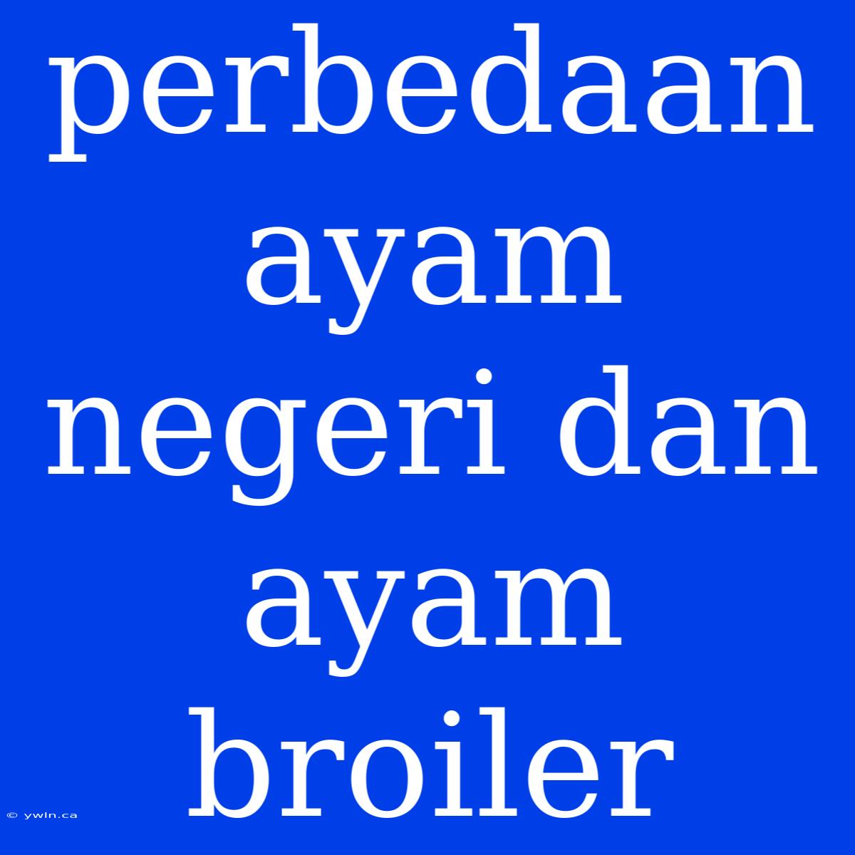 Perbedaan Ayam Negeri Dan Ayam Broiler