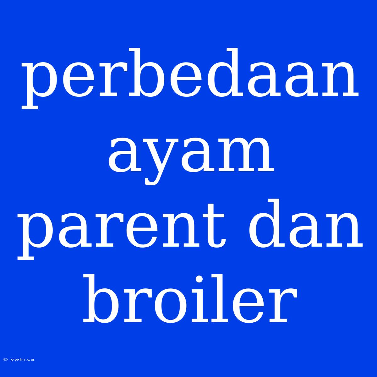 Perbedaan Ayam Parent Dan Broiler