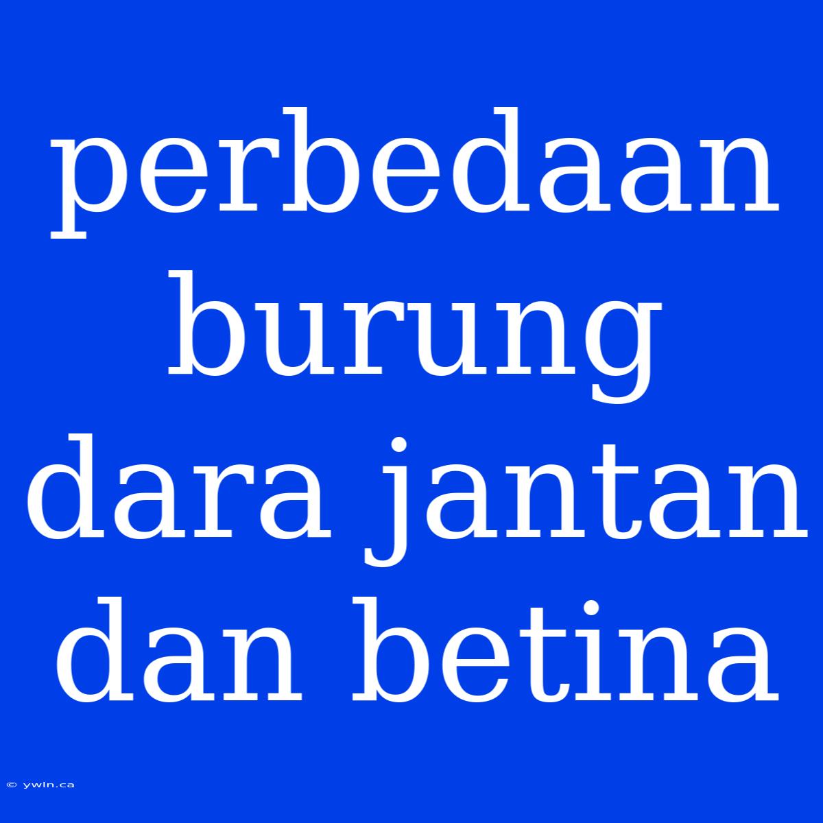 Perbedaan Burung Dara Jantan Dan Betina