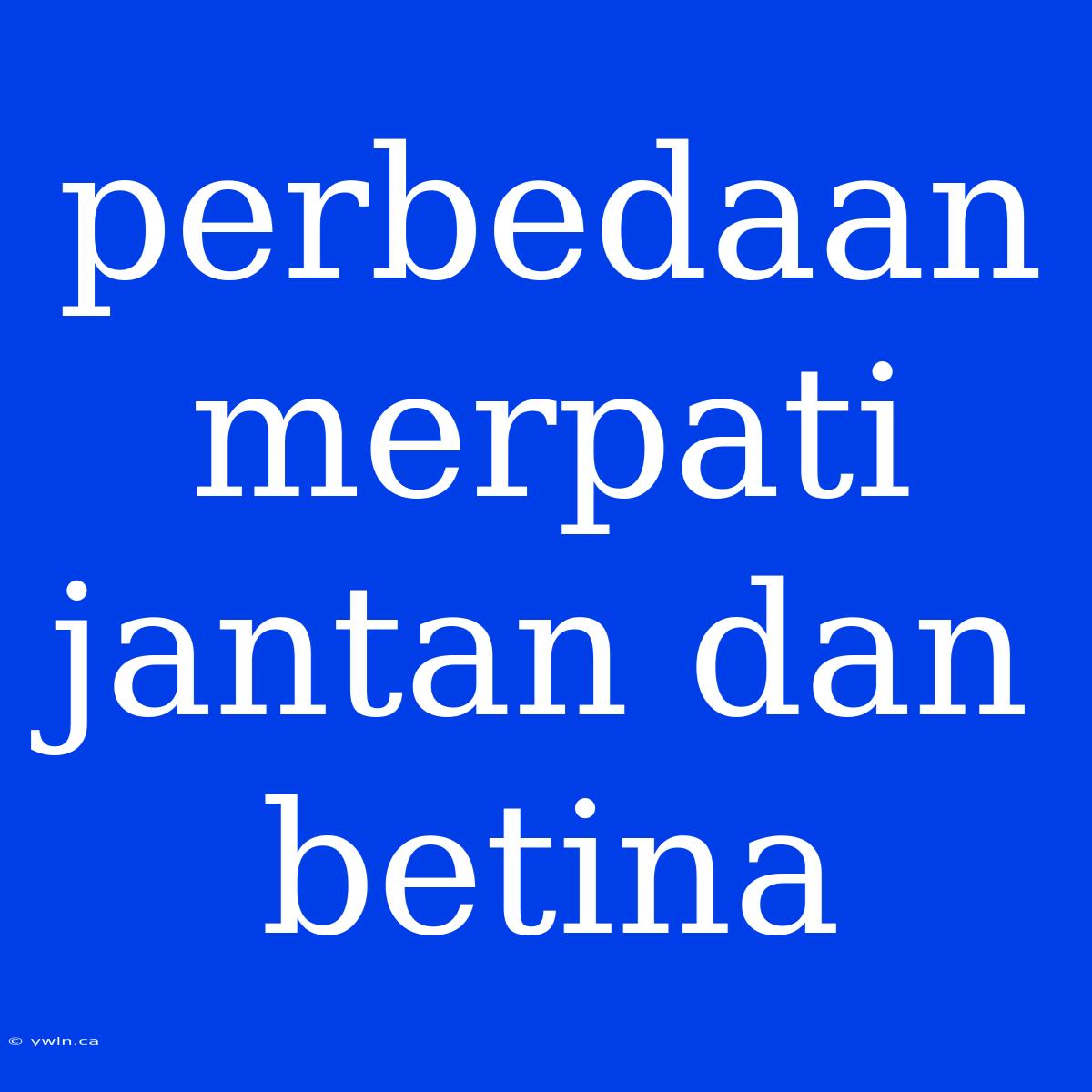 Perbedaan Merpati Jantan Dan Betina