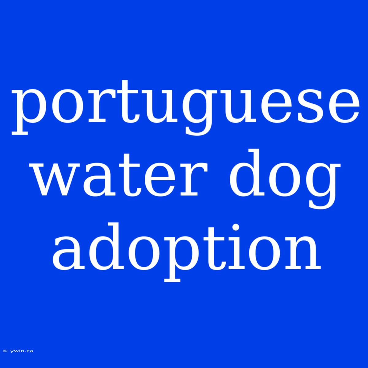 Portuguese Water Dog Adoption