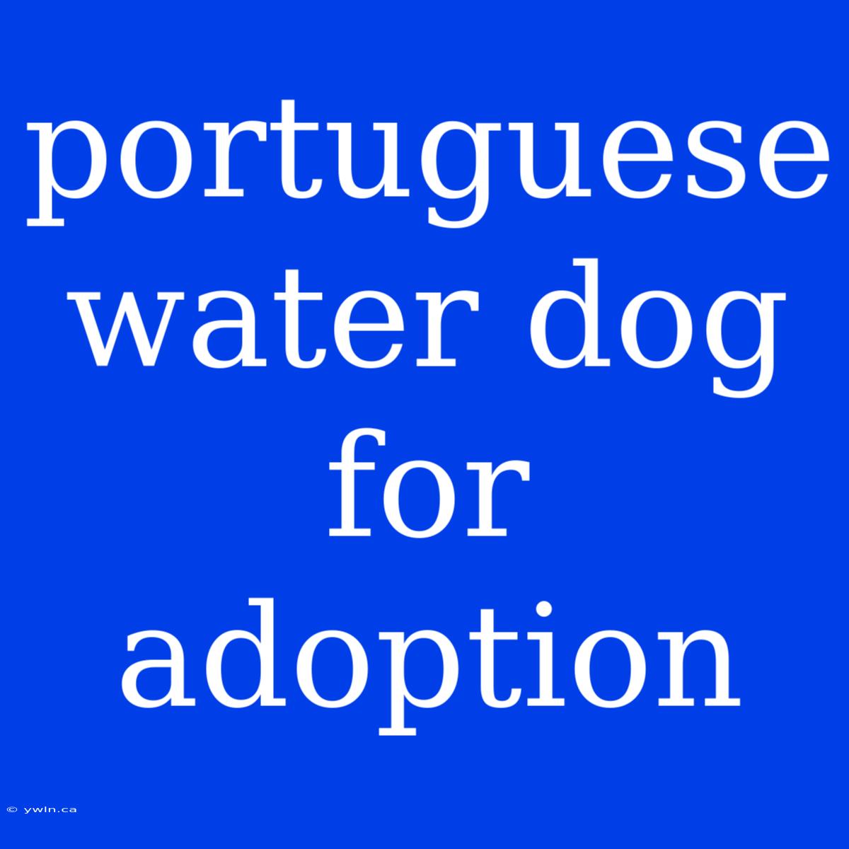 Portuguese Water Dog For Adoption