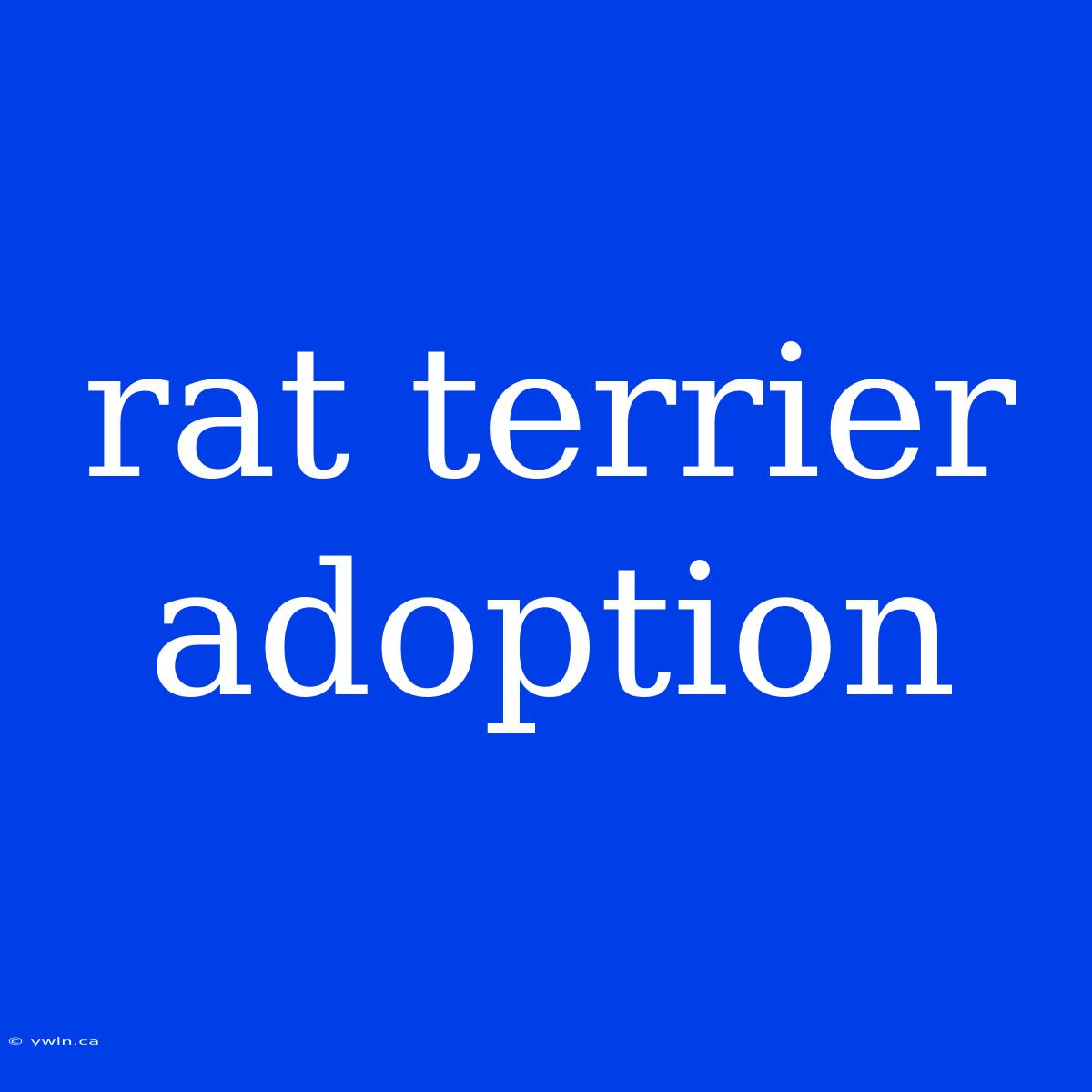 Rat Terrier Adoption