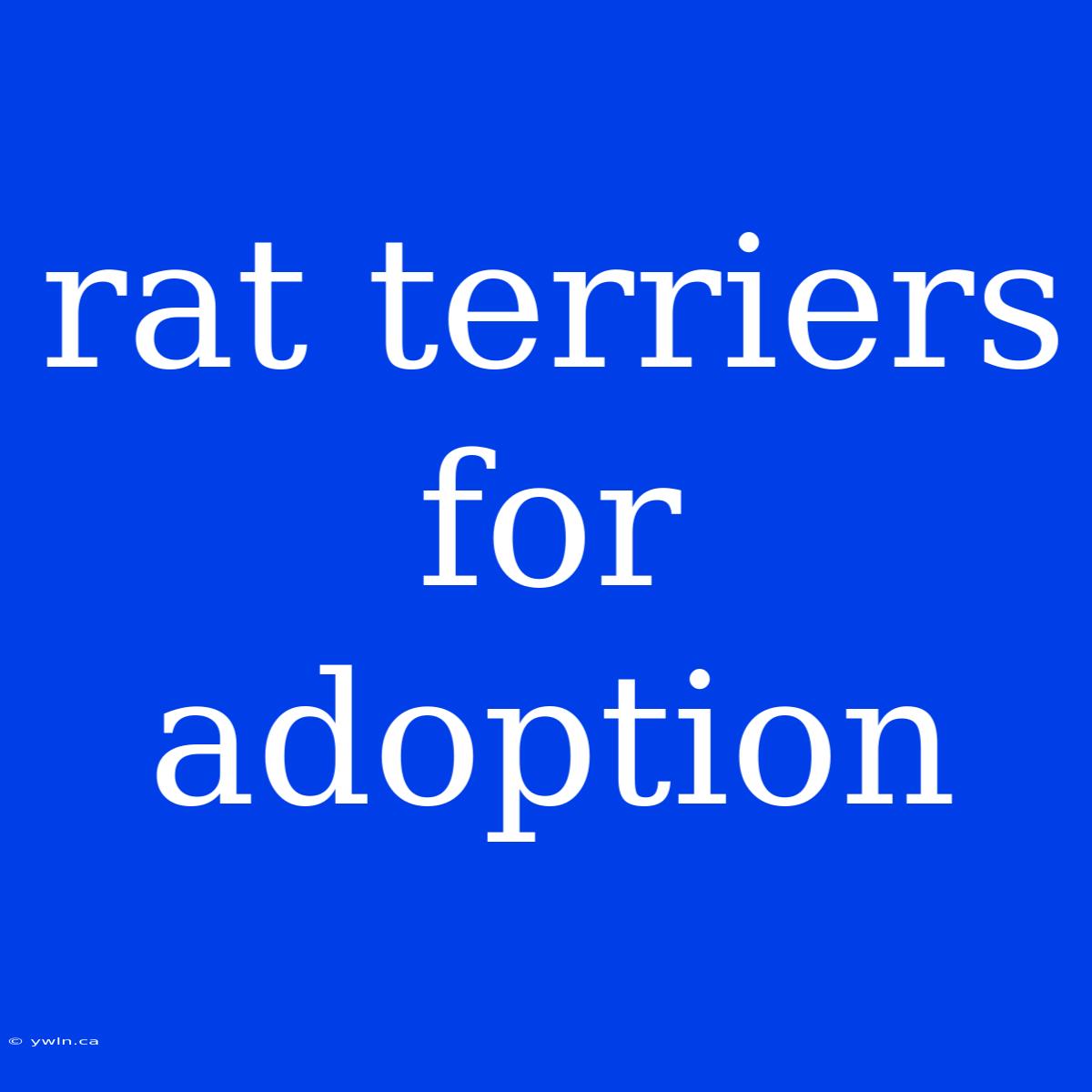 Rat Terriers For Adoption