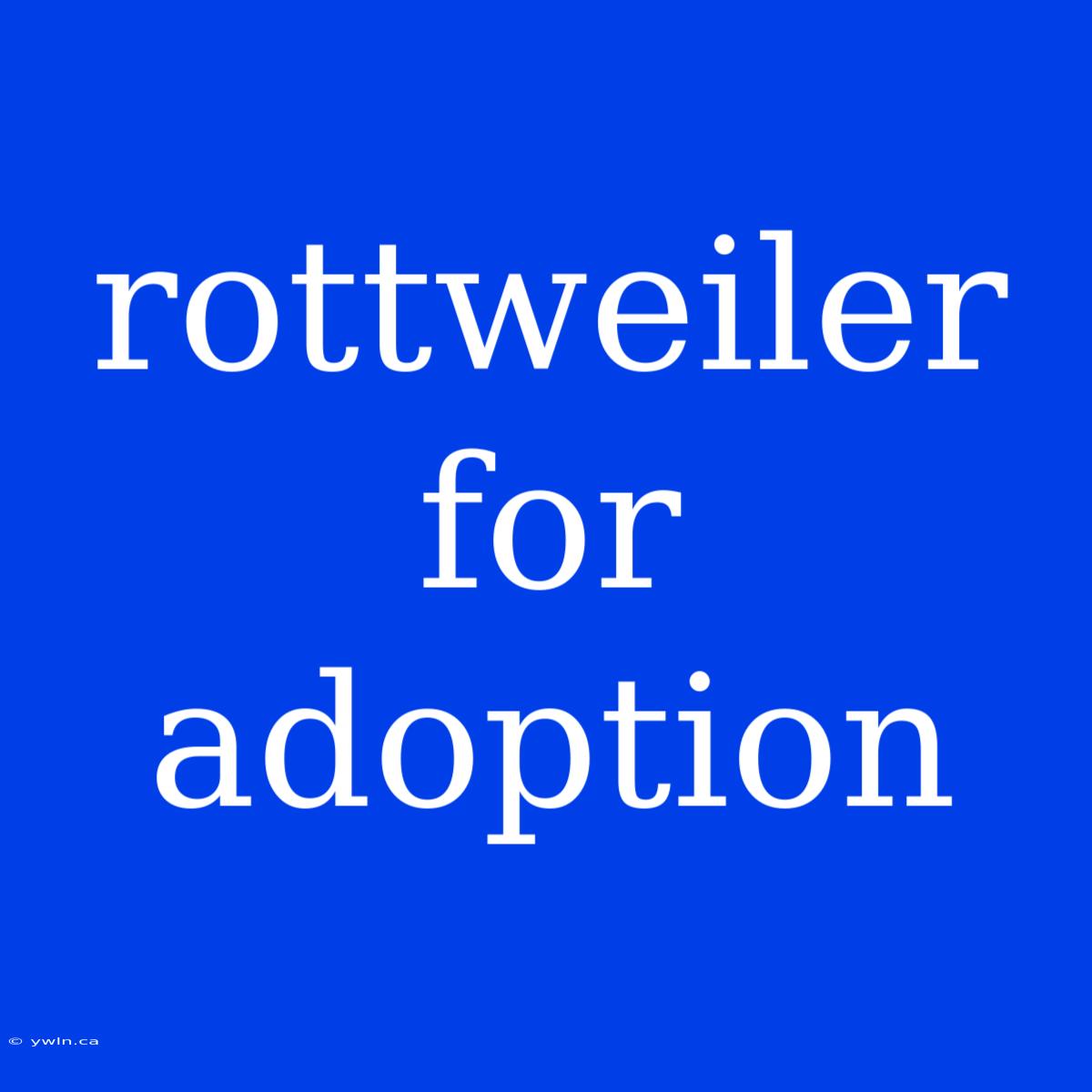 Rottweiler For Adoption