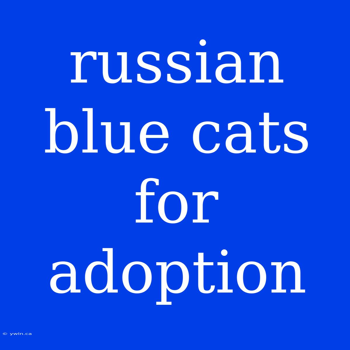 Russian Blue Cats For Adoption