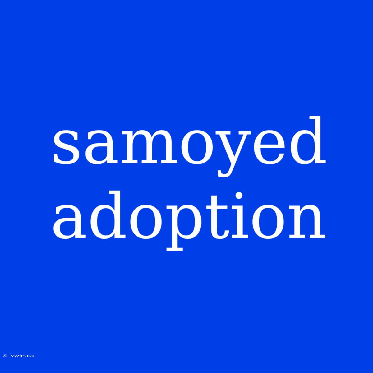 Samoyed Adoption