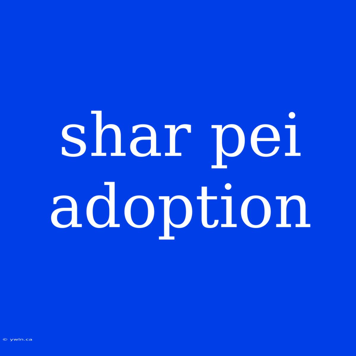 Shar Pei Adoption