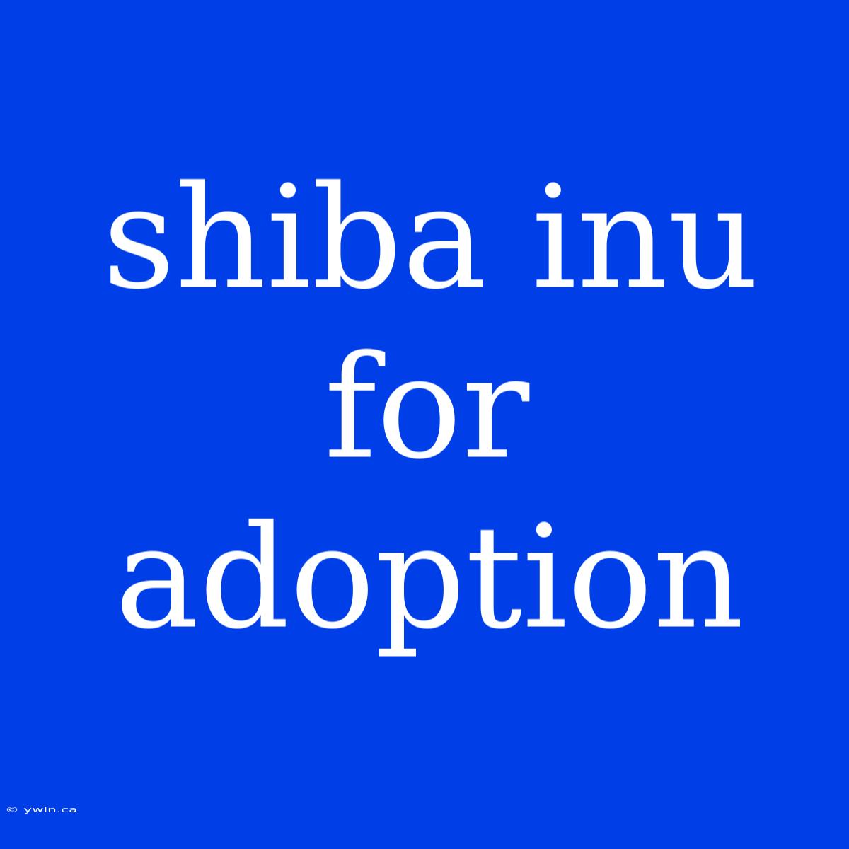 Shiba Inu For Adoption