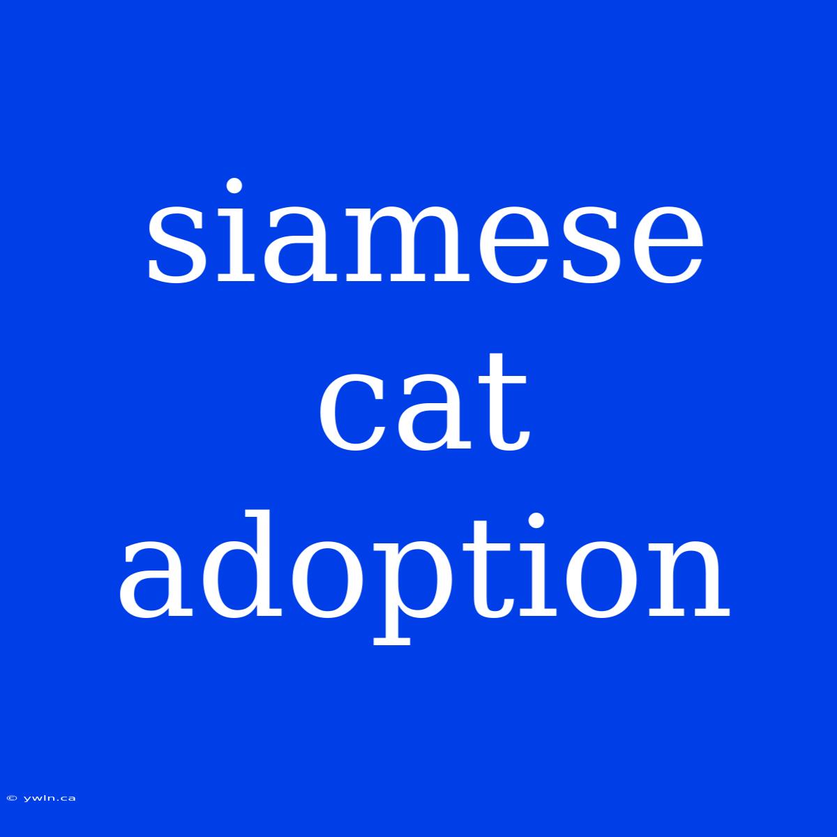 Siamese Cat Adoption