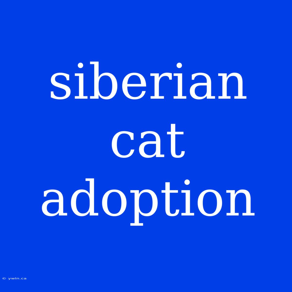 Siberian Cat Adoption