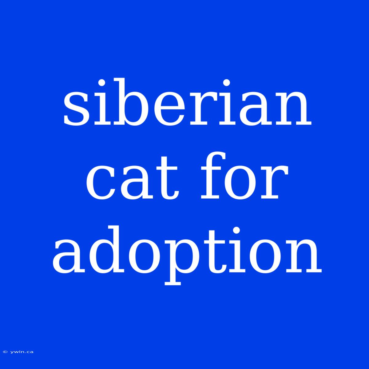 Siberian Cat For Adoption