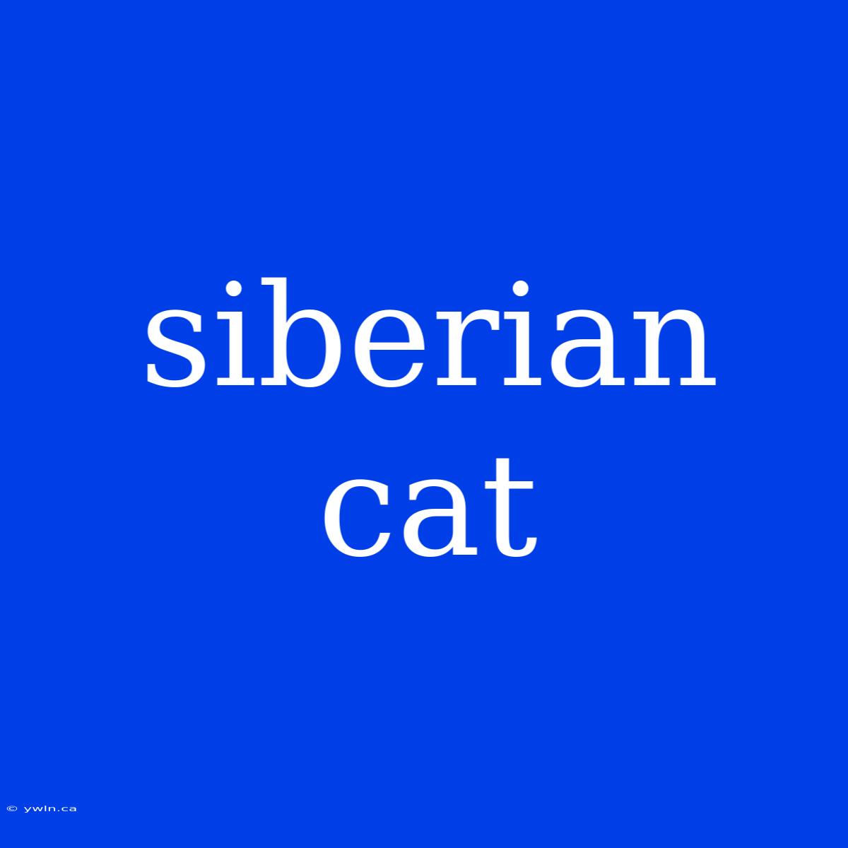 Siberian Cat