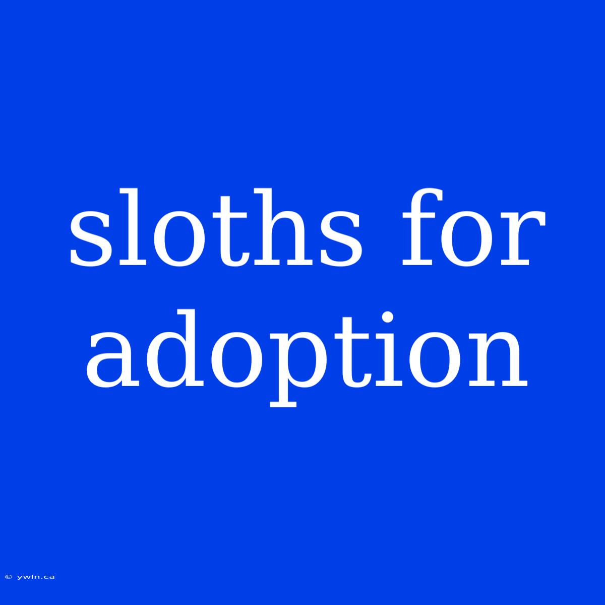 Sloths For Adoption