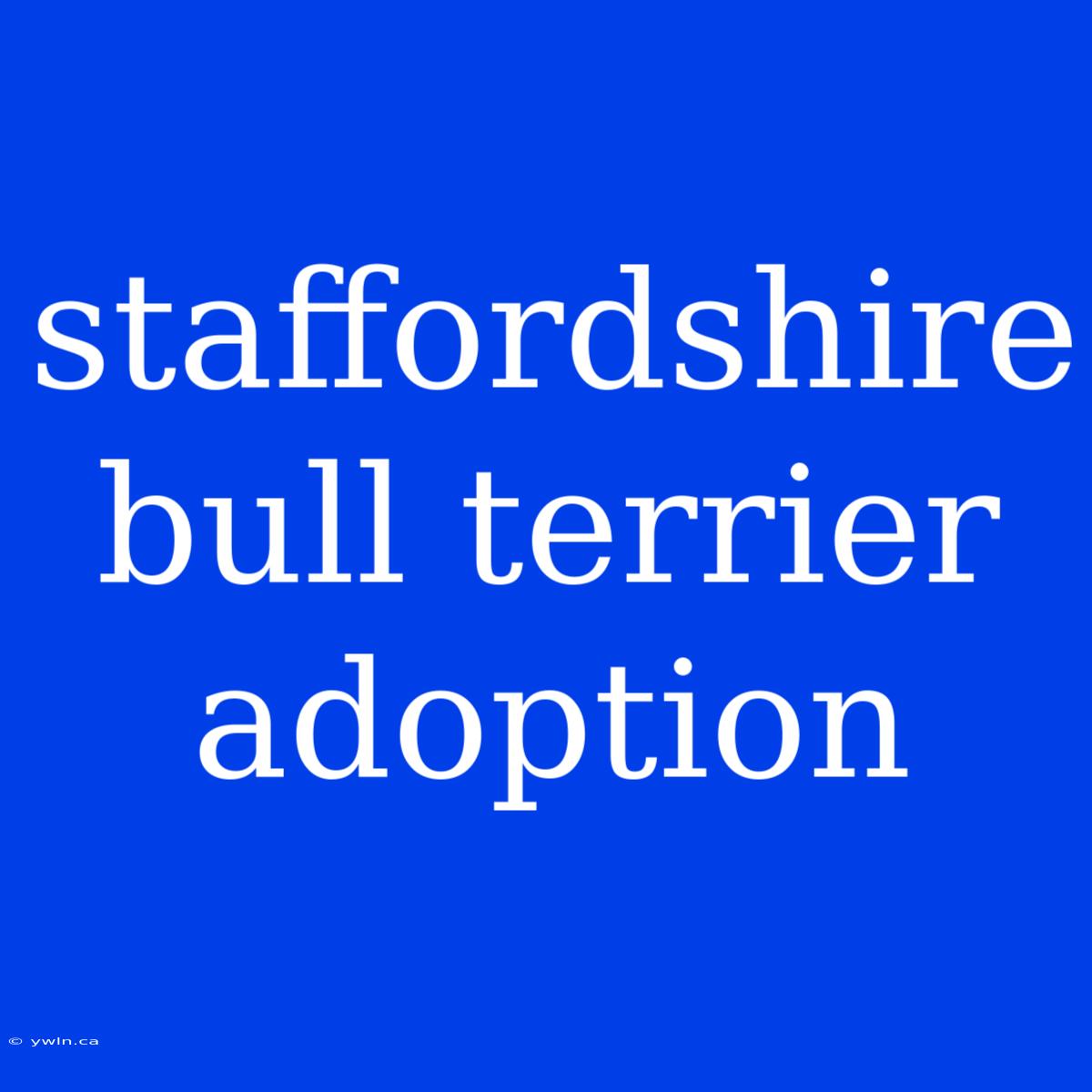 Staffordshire Bull Terrier Adoption