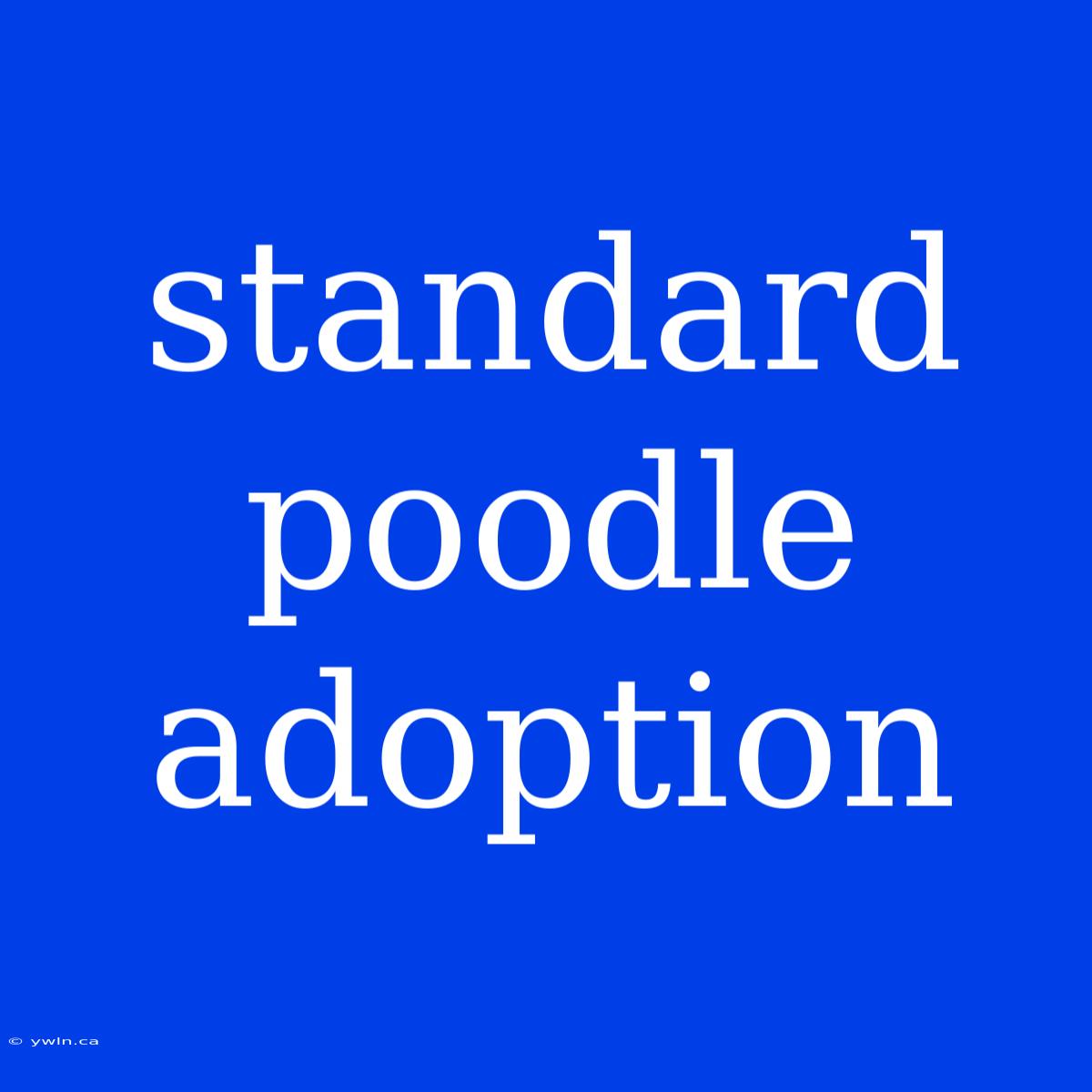 Standard Poodle Adoption