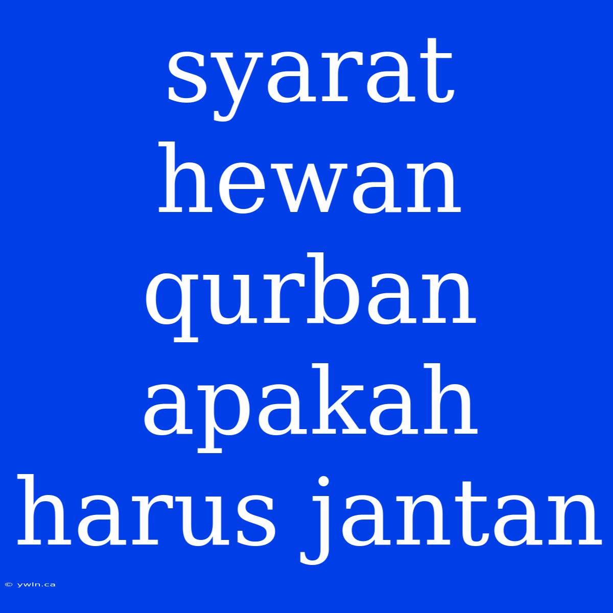 Syarat Hewan Qurban Apakah Harus Jantan