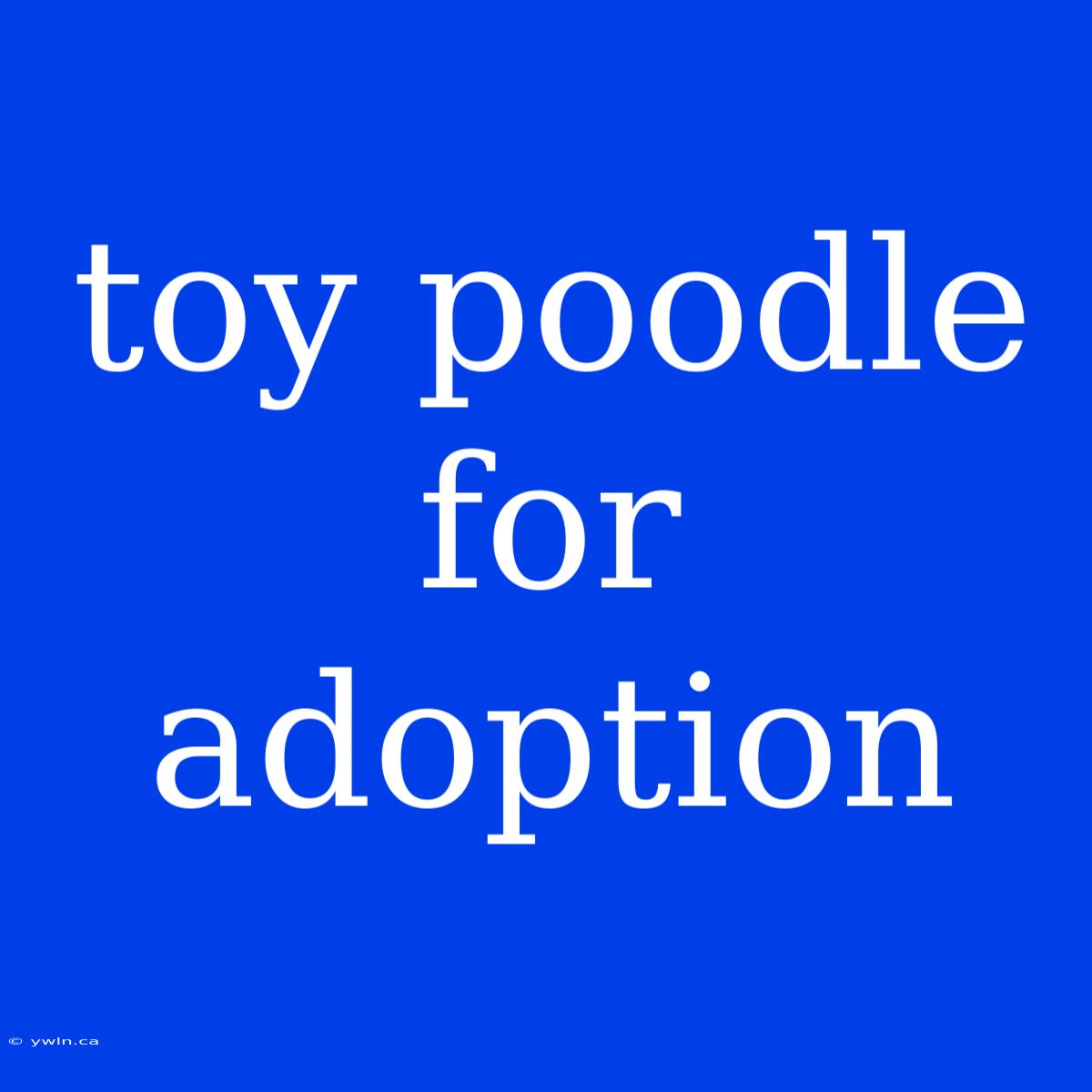 Toy Poodle For Adoption