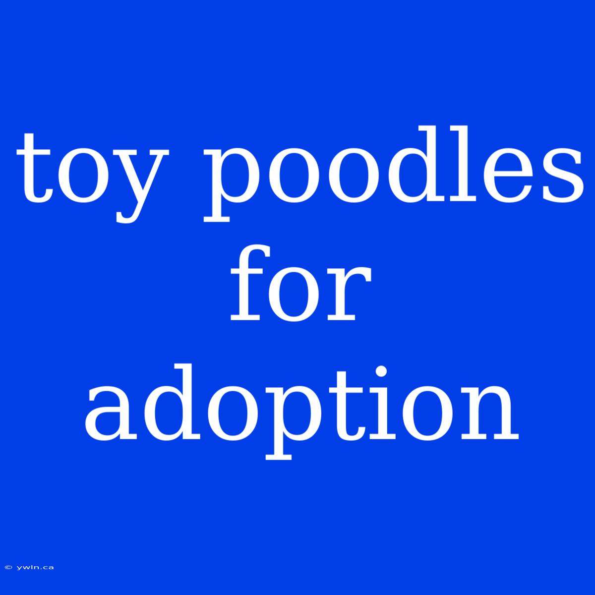 Toy Poodles For Adoption