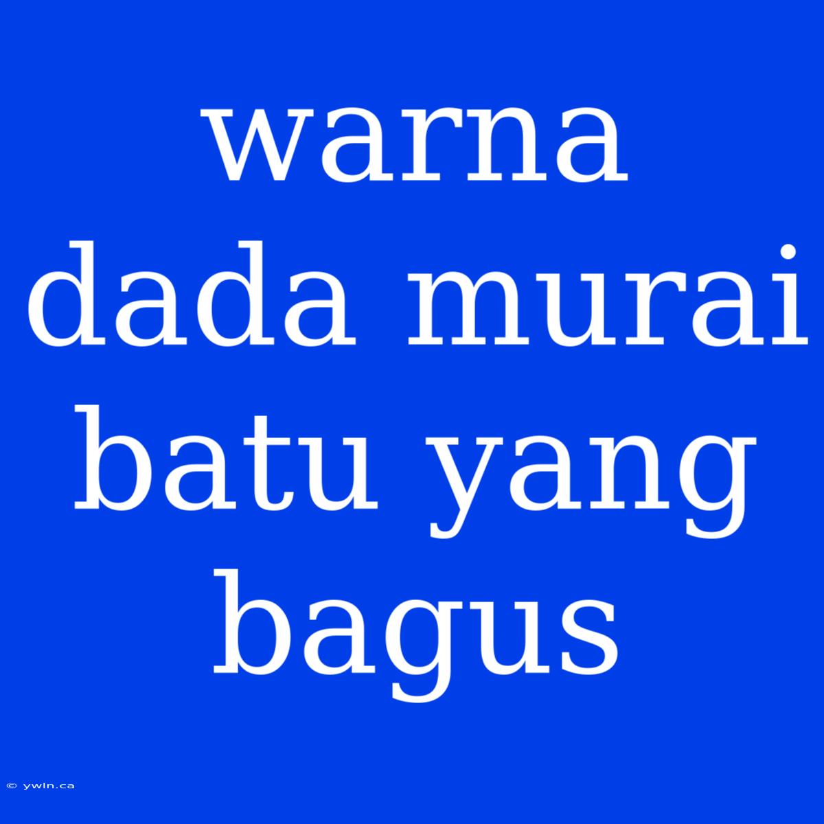 Warna Dada Murai Batu Yang Bagus