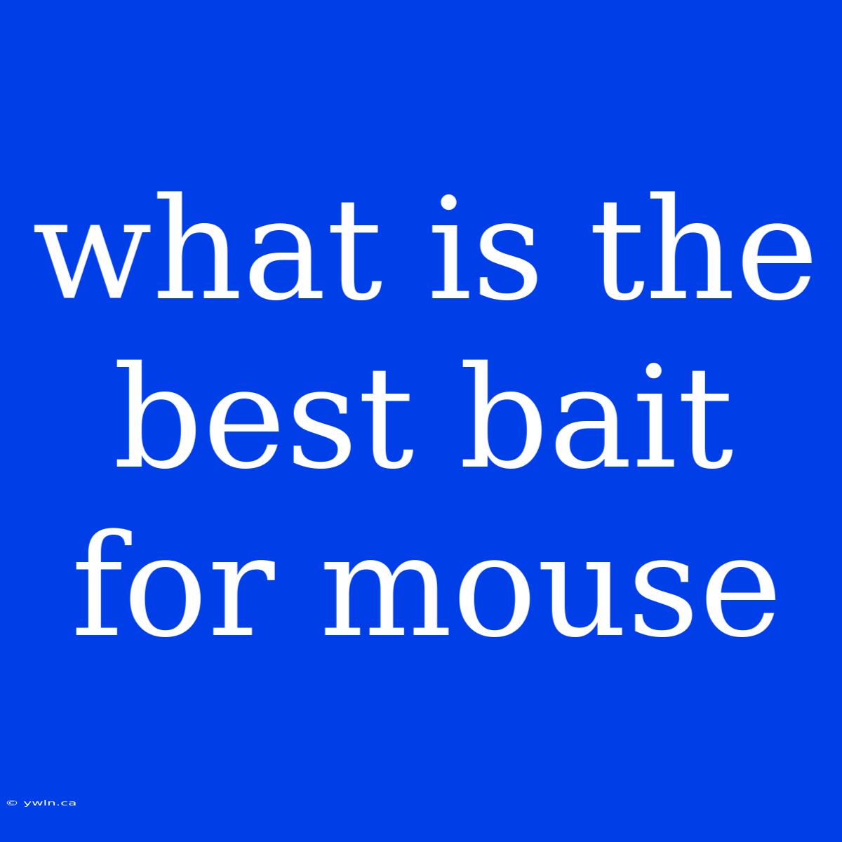 What Is The Best Bait For Mouse