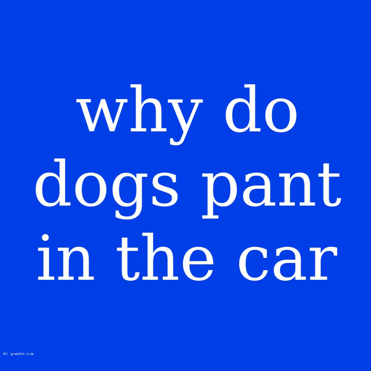 Why Do Dogs Pant In The Car