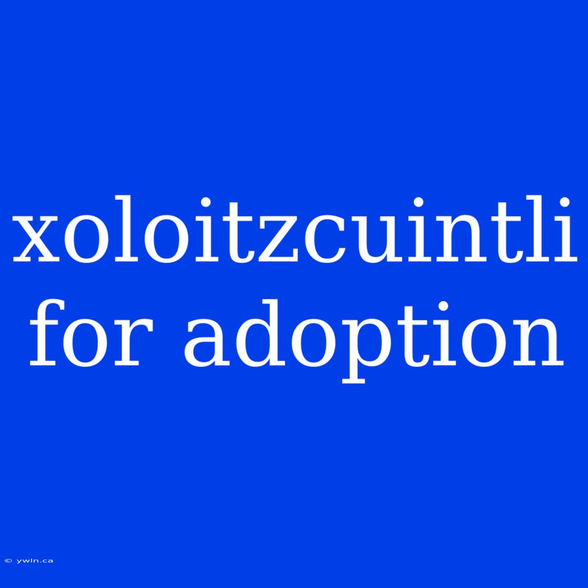 Xoloitzcuintli For Adoption