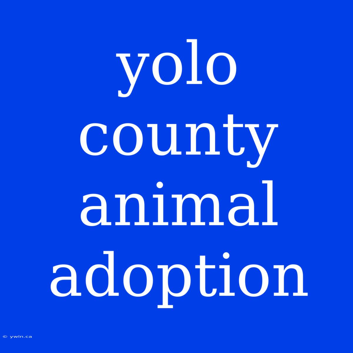 Yolo County Animal Adoption