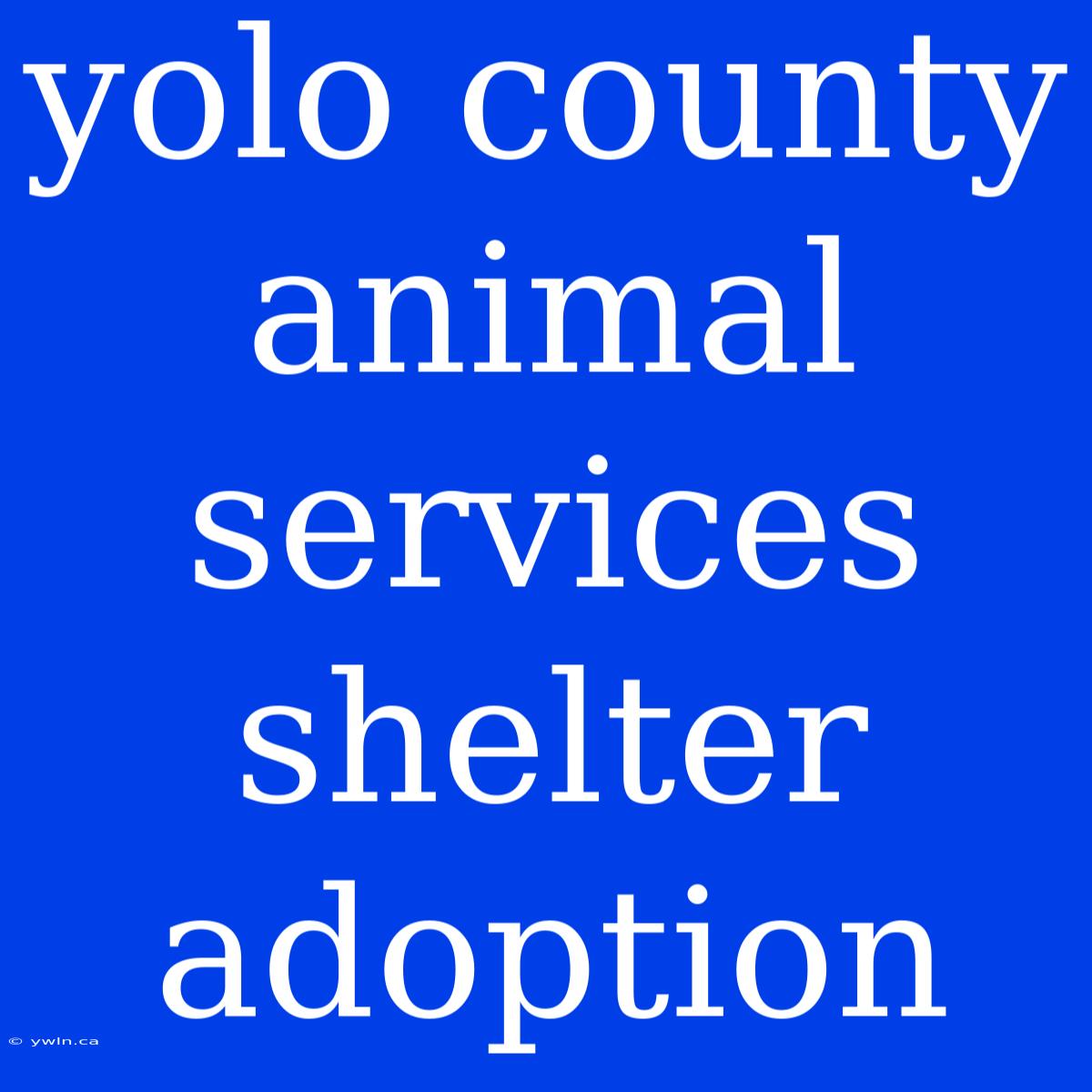 Yolo County Animal Services Shelter Adoption